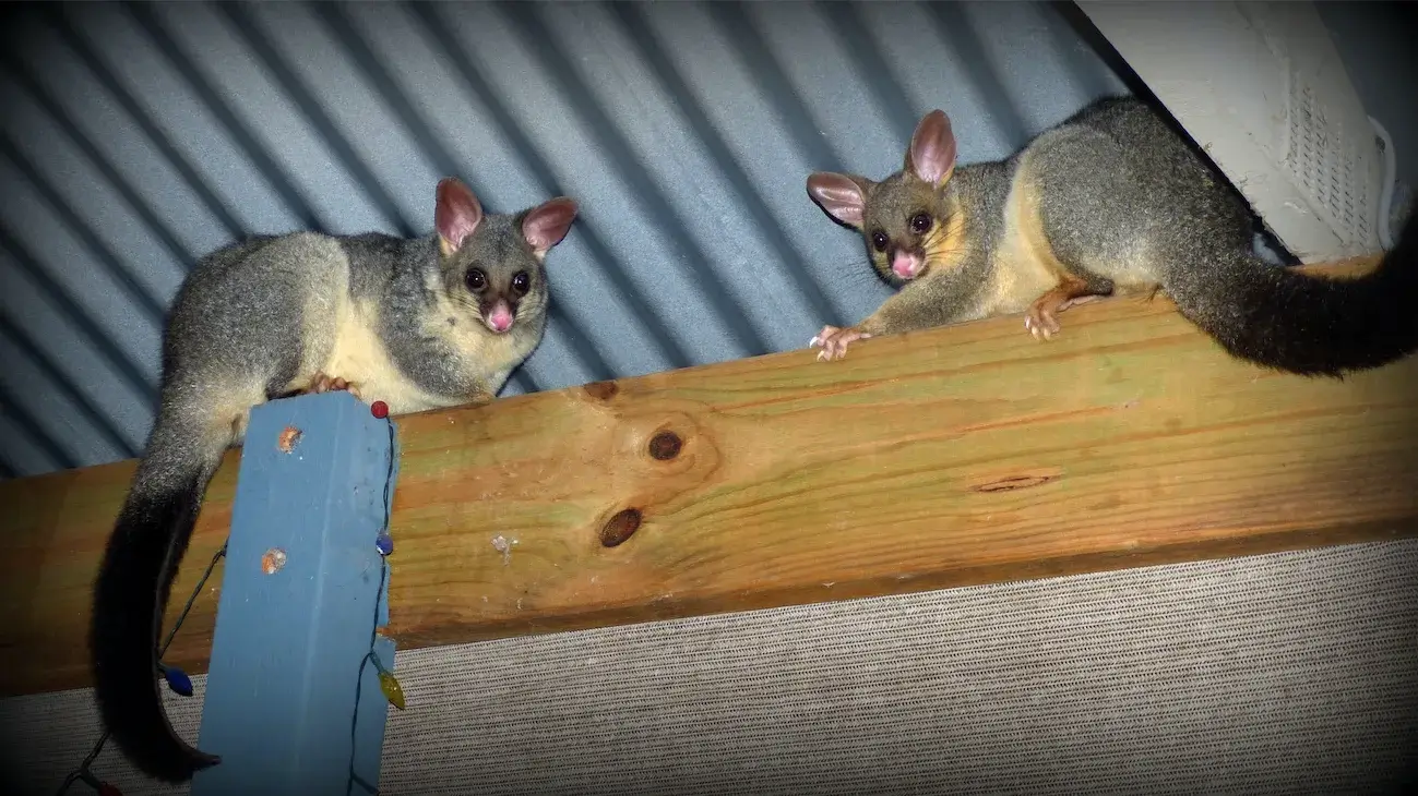possums possums
