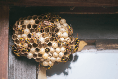 Wasps Wasps